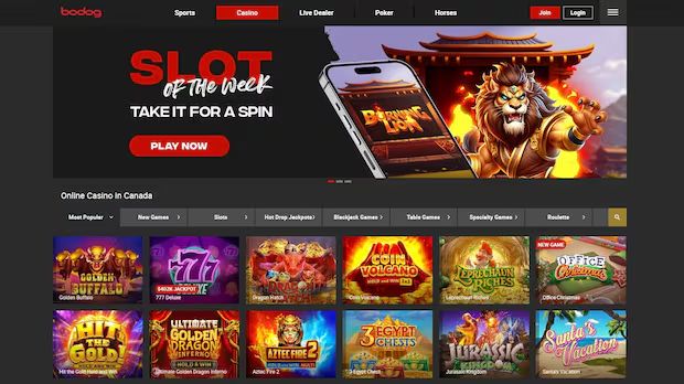 Bodog