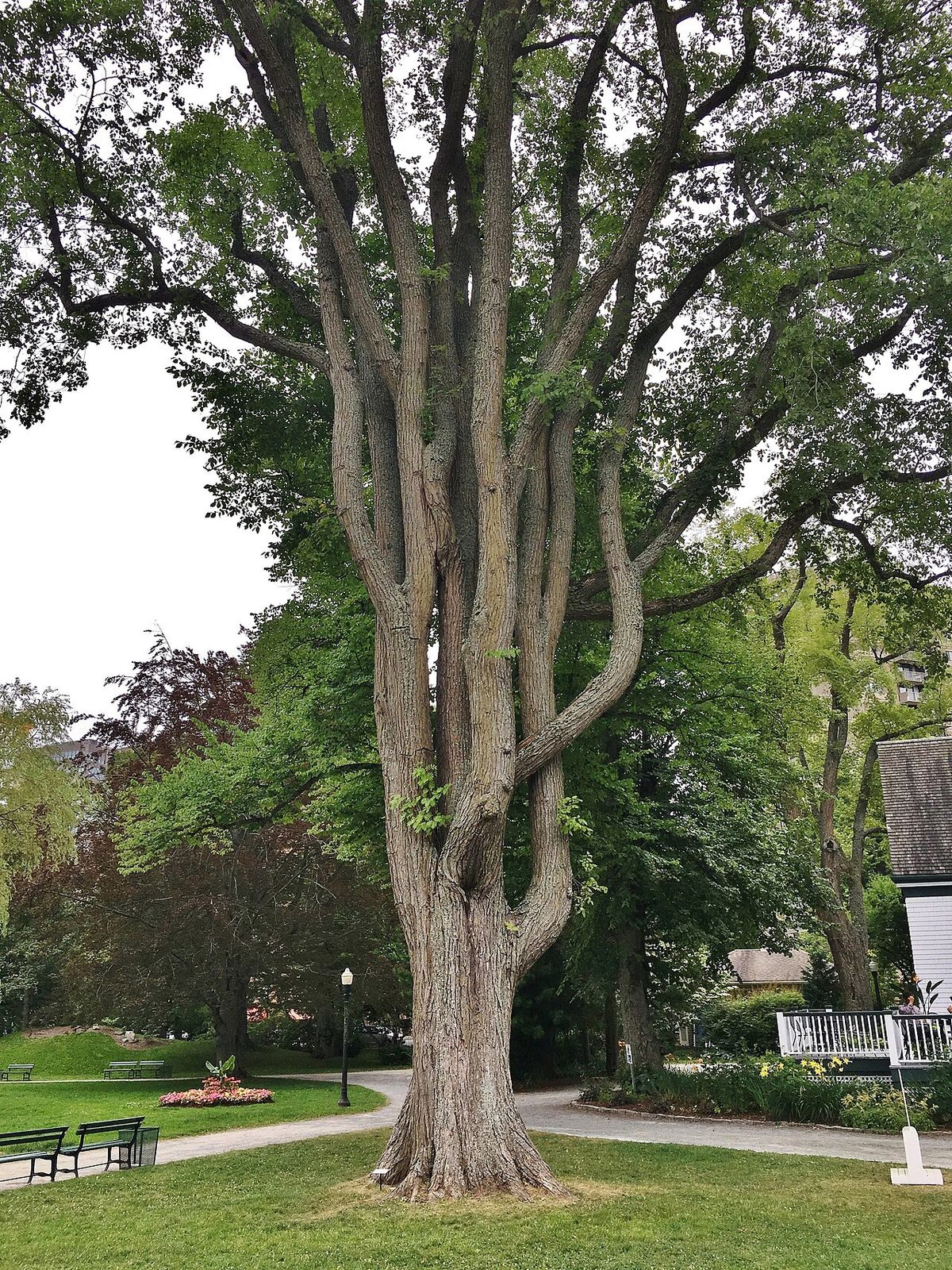 Photograph of an old American elm tree in Halifax Public Gardens, Halifax, Nova Scotia, Canada (August 2019)