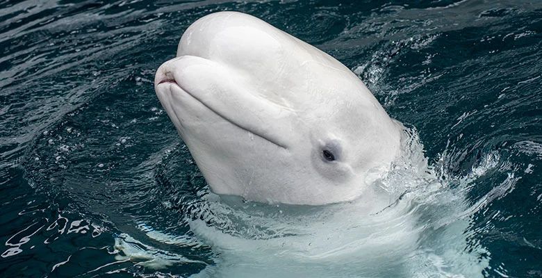 Beluga rescued from Marineland dies at SeaWorld San Diego