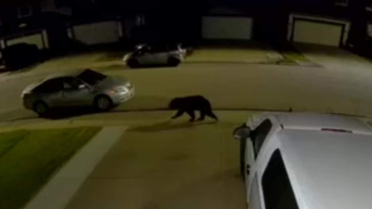 Black bear spotted roaming residential neighbourhoods in northwest Edmonton