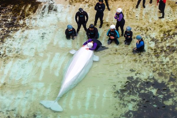Chicago Aquarium Reports Health Issues in Belugas Transferred from Ontario's Marineland