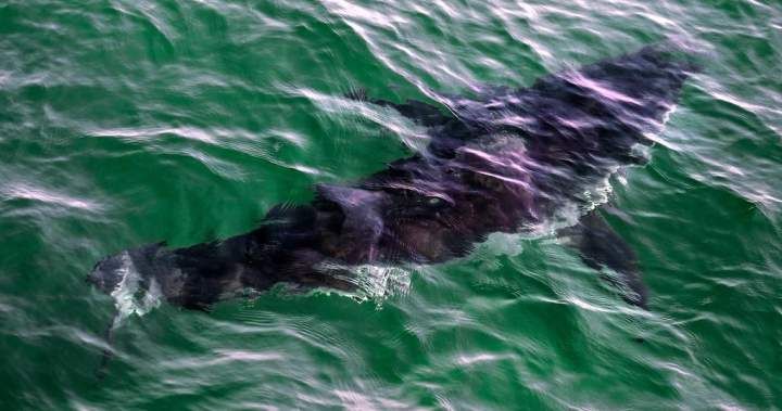 Diver Hospitalized After Rare Shark Bite Incident Off Quebec's Gaspé Peninsula