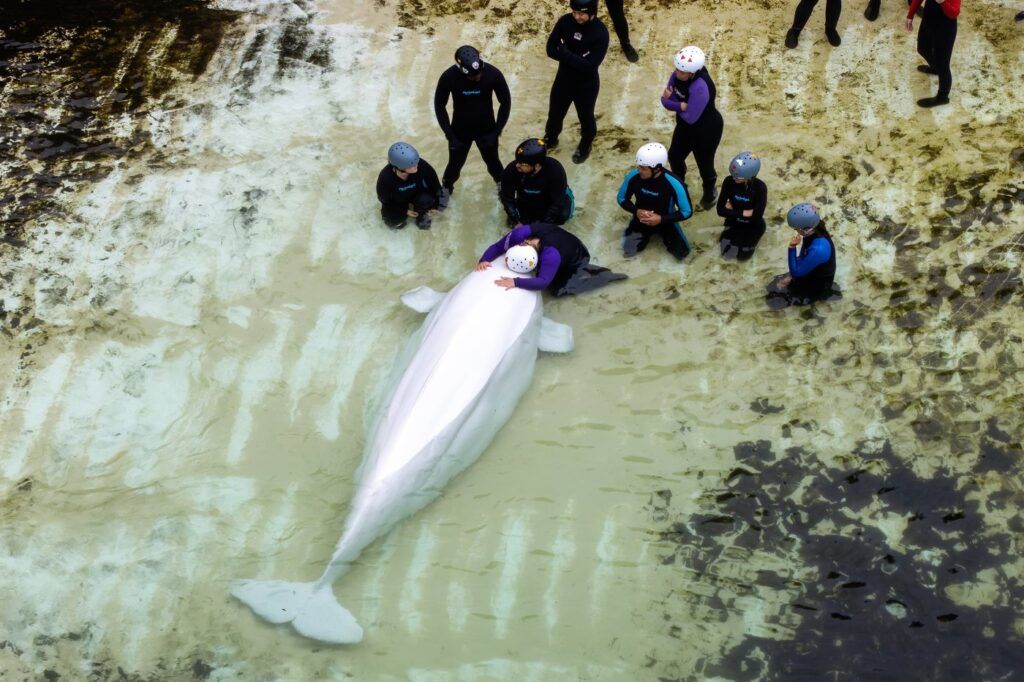 Fourth Marineland Beluga Whale Dies After Relocation to Chicago Aquarium