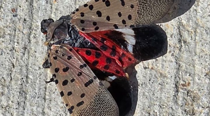 Invasive Spotted Lanternfly Detected in Ontario for First Time, Threatening Agriculture