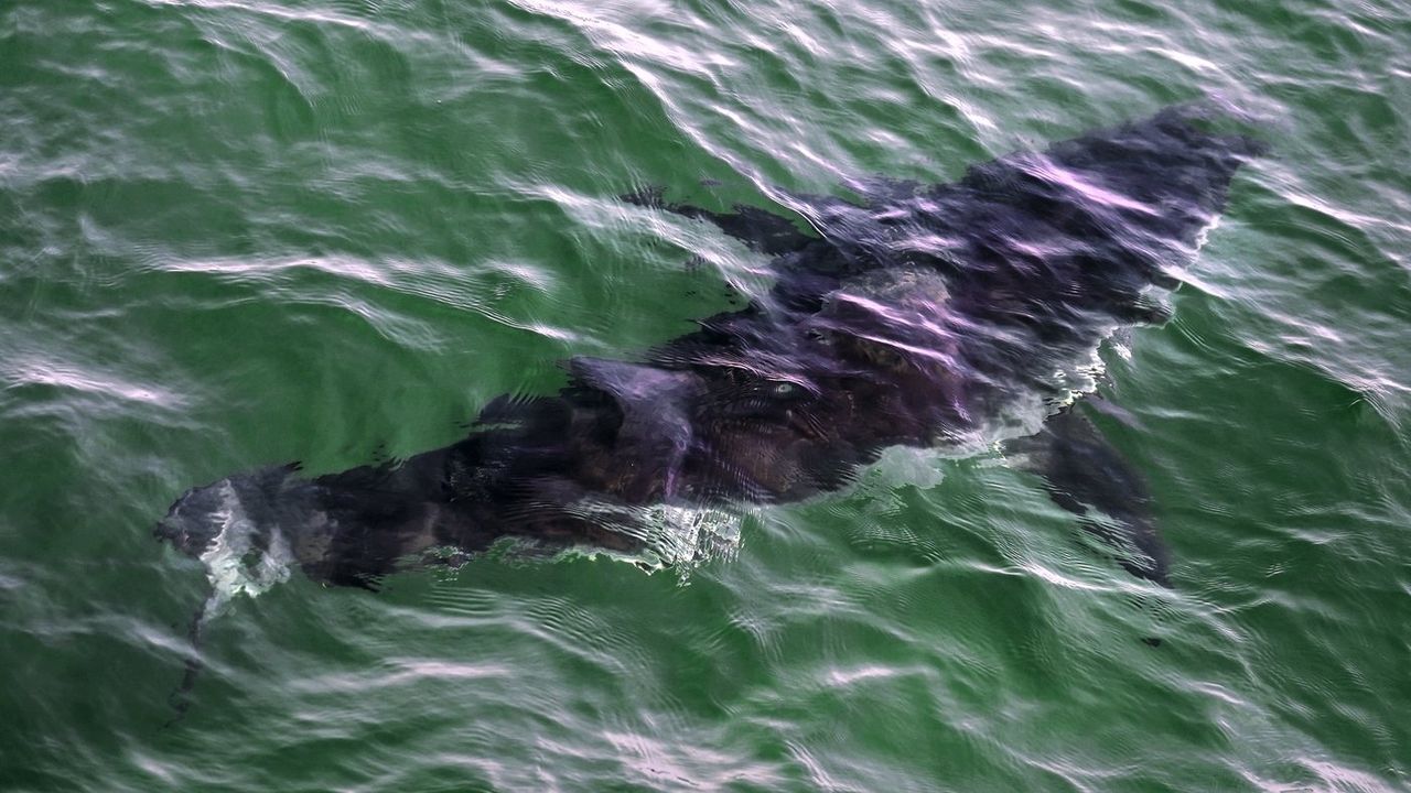 Quebec Diver in Stable Condition After Rare Great White Shark Attack in Gaspé Peninsula Waters