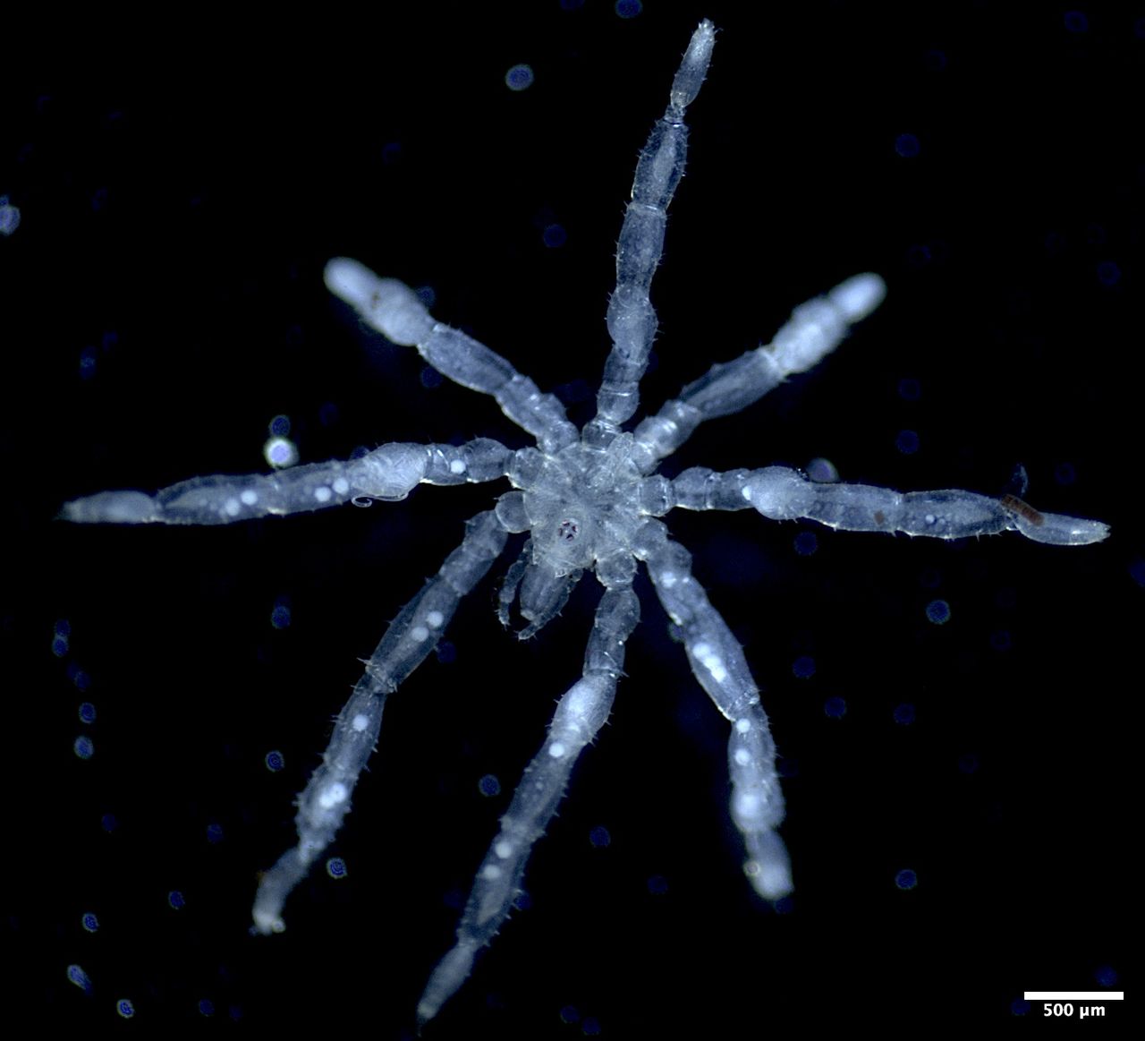 UBC researchers discover two new species of sea spiders in B.C.'s Salish Sea