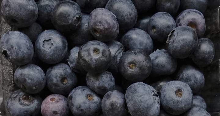 U.S. recalls frozen berries over E. coli risk, no Canadian distribution confirmed