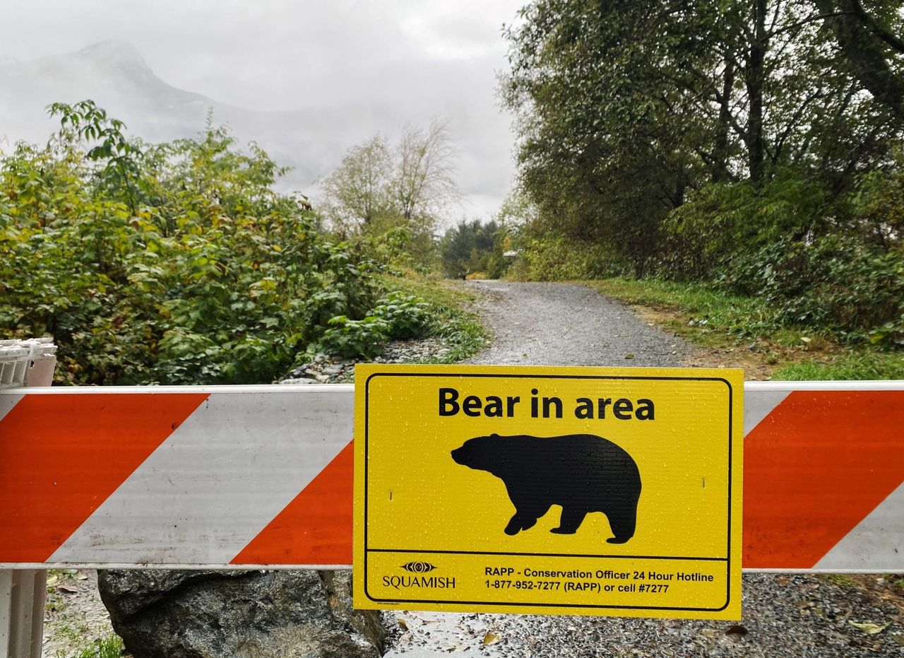 Woman injured in bear attack near Whistler; conservation officers kill black bear amid investigation