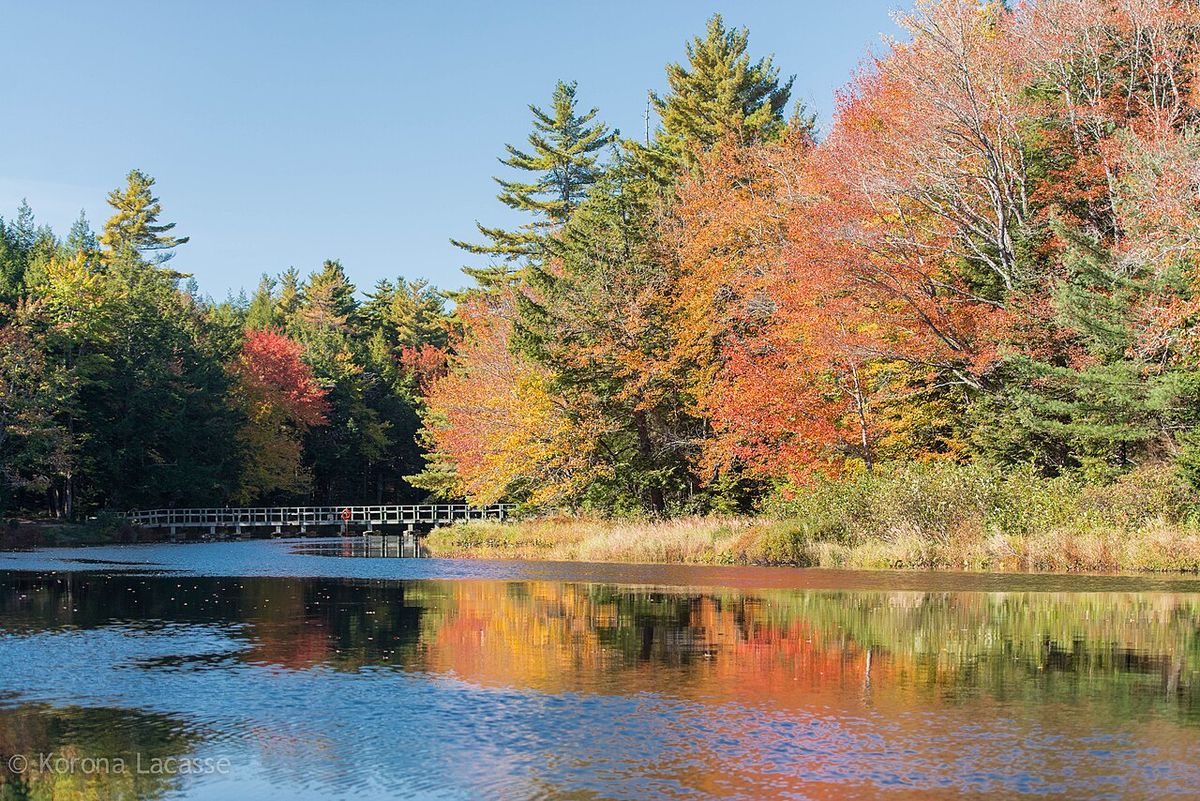 Autumnal Magic