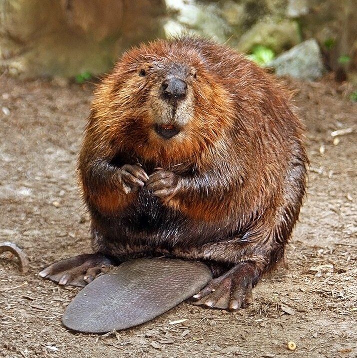 American beaver sitting with a tail between his legs