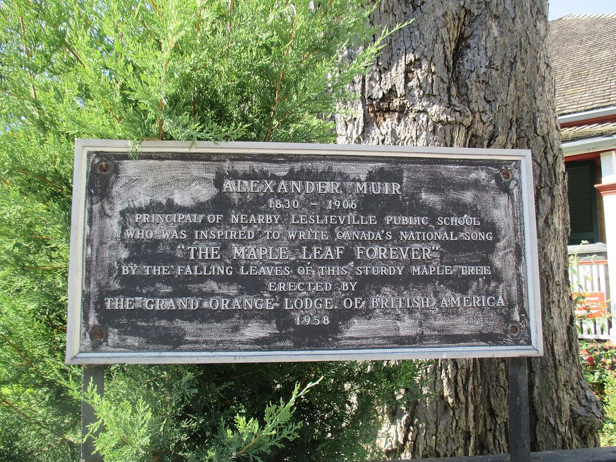 Plaque erected by the Orange Lodge in 1958 that proclaims that the silver maple at 62 Laing Street inspired Alexander Muir to write the song