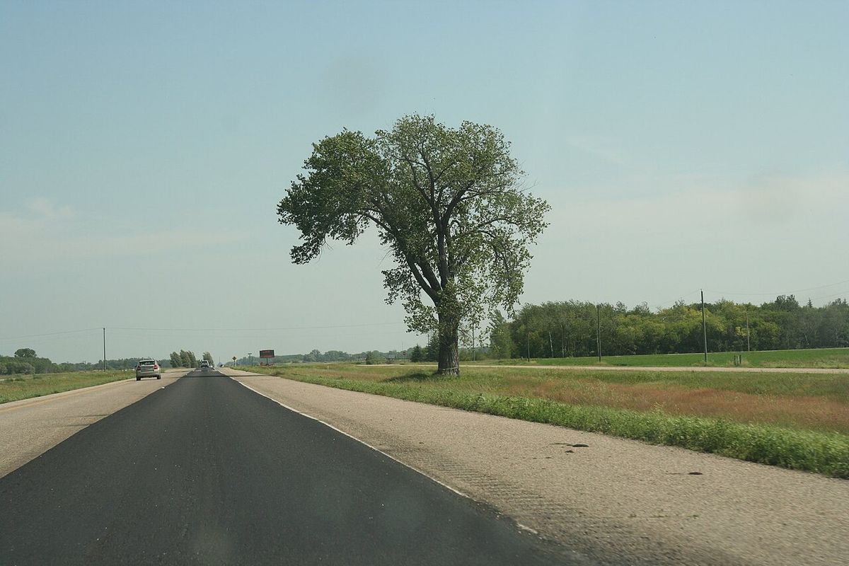 The Halfway Tree (about halfway between Winnipeg and Brandon)