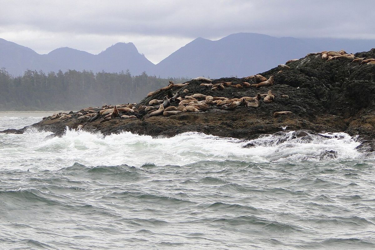 Sea Lion Colony - Off Long Beach - Pacific Rim National Park - Vancouver Island BC - Canada - 03