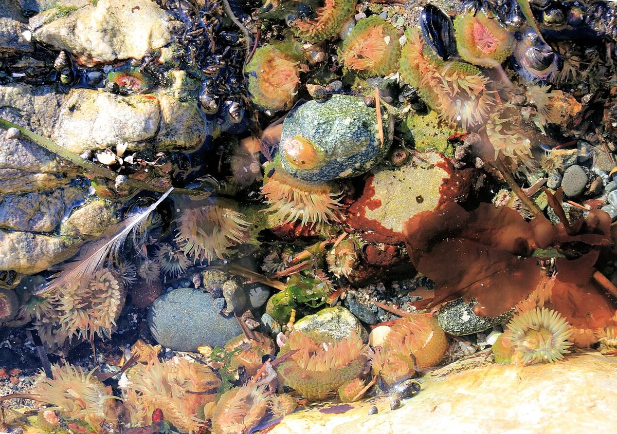 Vancouver Island aggregating anemone Anthopleura elegantissima colony