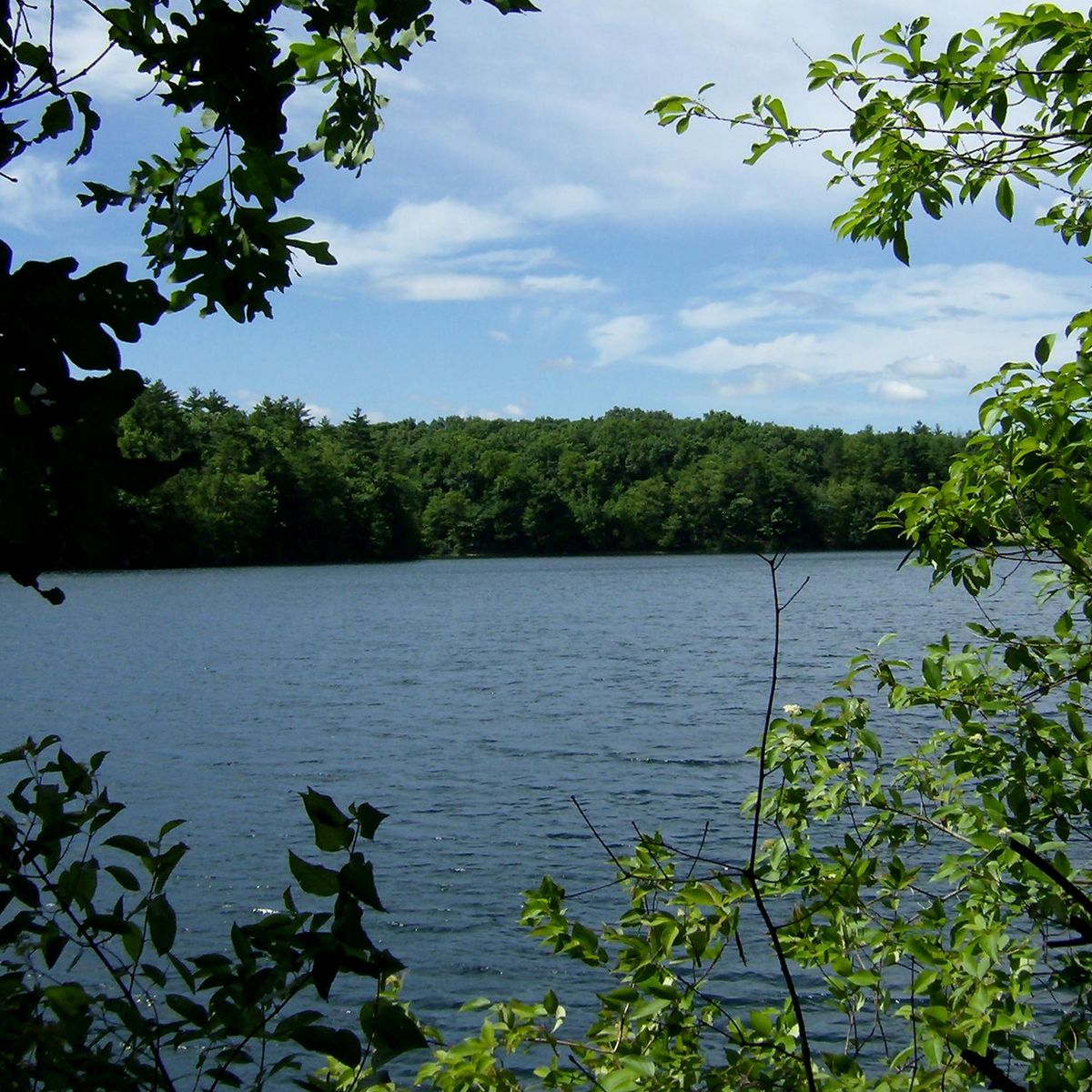 Walden Pond, Massachusetts on June 27, 2012. This is a square crop of File:2012-06-27-Walden-Pond-02 33.jpg by User:Cbaile19.