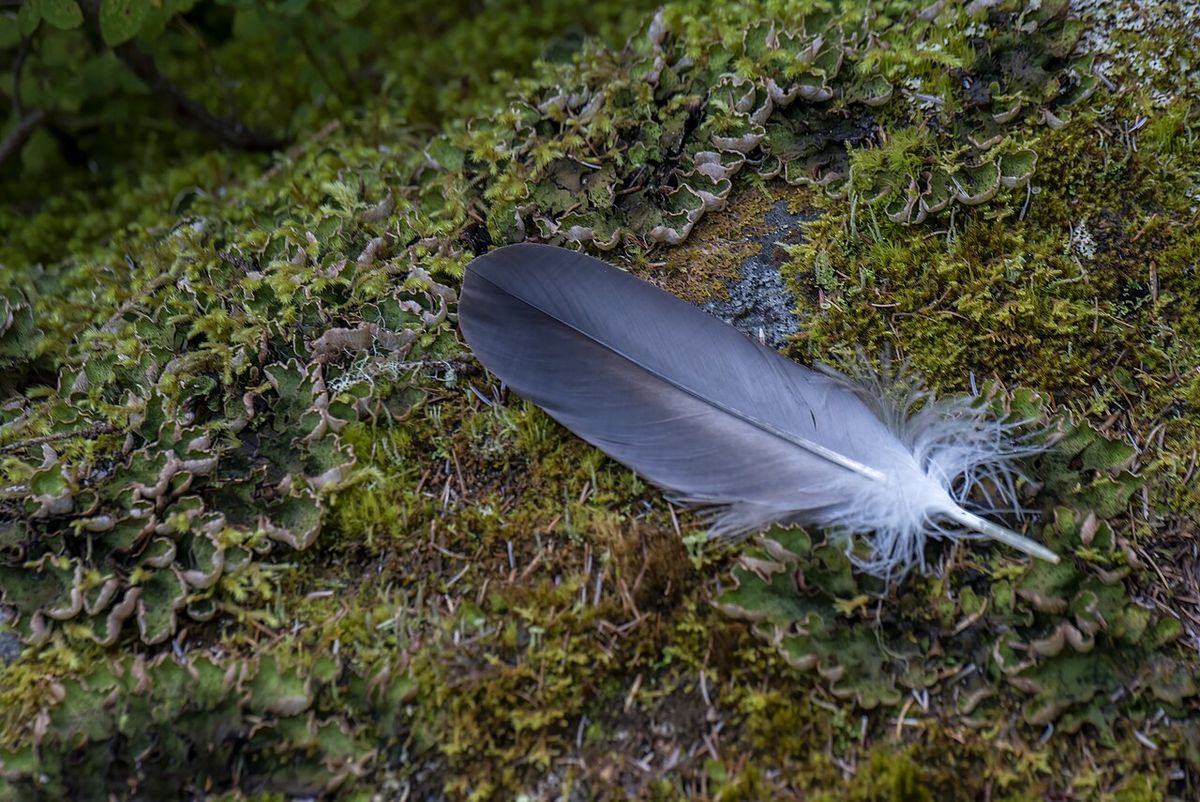 A feather from an immature bald eagle floats down from a tree as the eagle flew away. Tongass National Forest. USDA Forest Service photo by 