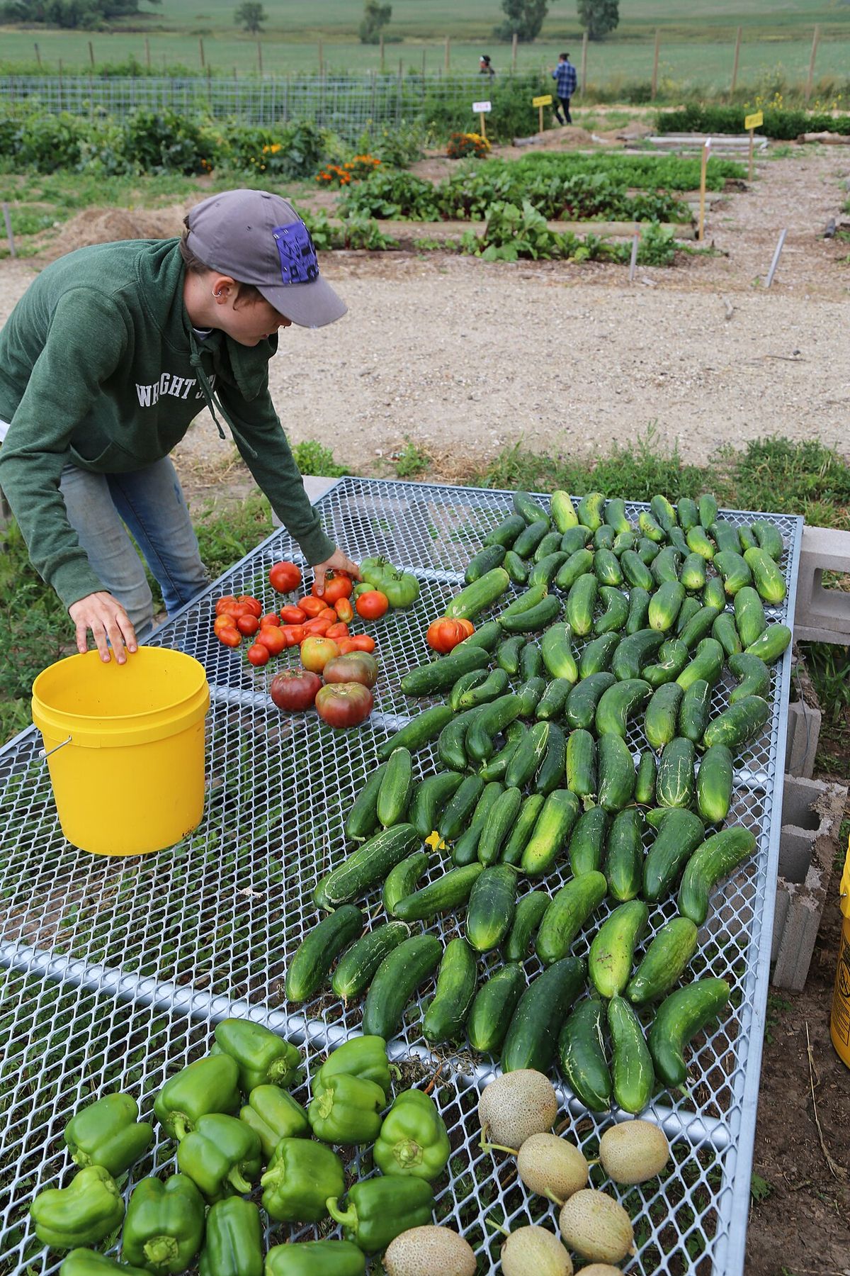 Souveraineté alimentaire
