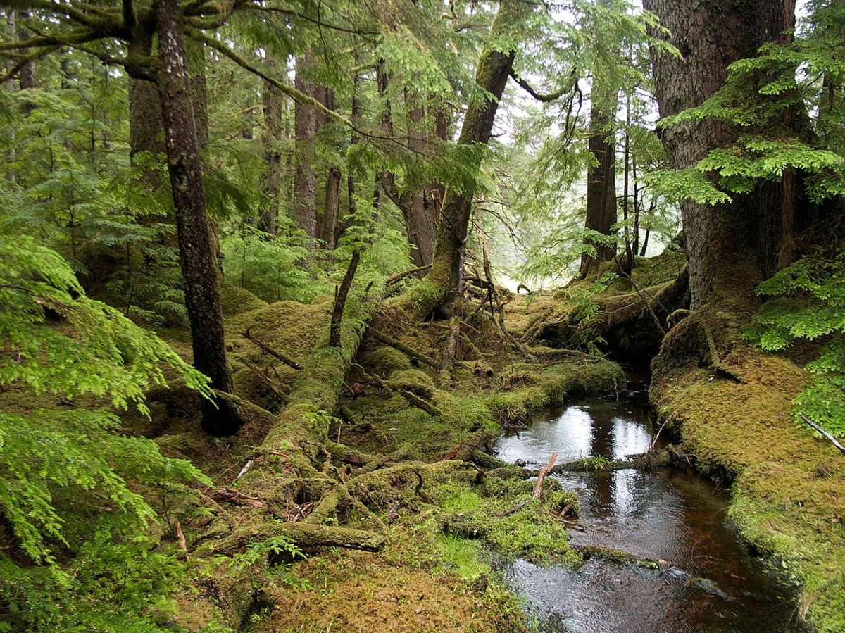 Windy Bay forest in Gwaii Haanas National Park Reserve