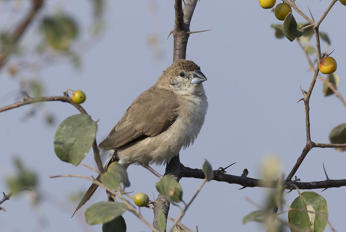 Indian Silverbill (Euodice malabarica, Estrildidae, Passeriformes) in Jodbeed Gadhwala Conservation Reserve, Rajasthan, India.