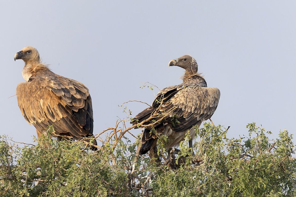 Indian Vulture (Gyps indicus, Accipitridae, Accipitriformes) in Jodbeed Gadhwala Conservation Reserve, Rajasthan, India.