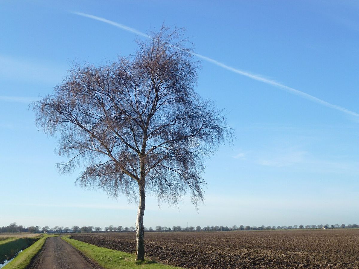 Silver birch on the edge of a footpath