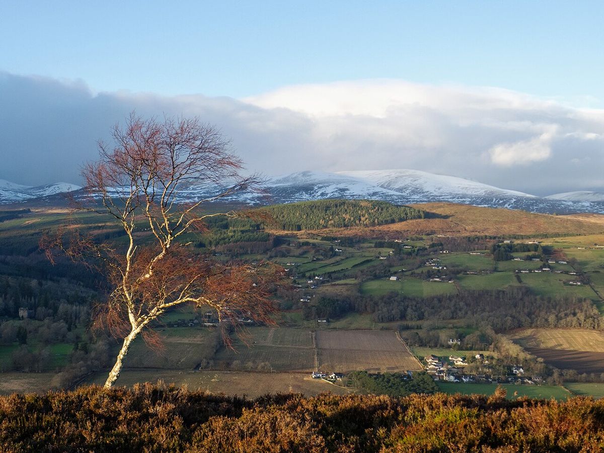 Silver Birch on the Knock Farril ridge