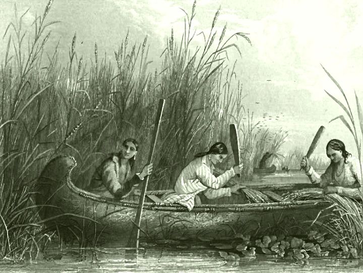 19th Century tribal women harvesting wild rice in the traditional manner.